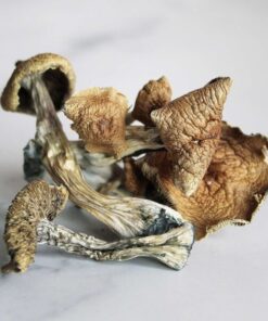 Gold Cap Mushrooms