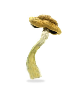 Amazonian Magic Mushrooms