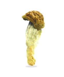 Buy B+ Magic Mushrooms | Psilocybin (Magic Mushrooms) | All Mushroom Spore Syringes