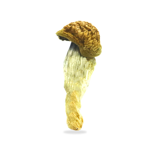 Buy B+ Magic Mushrooms | Psilocybin (Magic Mushrooms) | All Mushroom Spore Syringes
