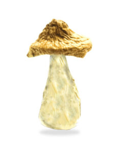 Buy Blue Meanie Shrooms | Buy Blue Meanie Mushroom Liquid Culture Online | Buy Psilocybin (magic mushrooms) Near Me
