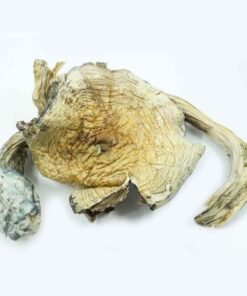 Burmese Magic Mushrooms