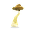Buy Golden Teachers Mushrooms | The Golden Teacher For Sale | Golden Teacher Liquid Culture Online | Buy Dried Mushrooms Golden Teacher | Psilocybe Golden Teacher