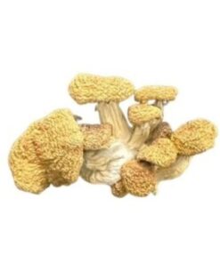 Blue Magnolia Rust Magic Mushrooms