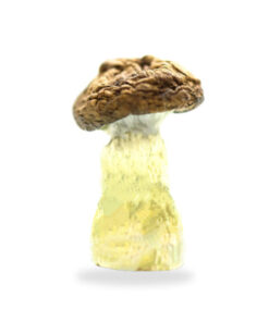 Albino Penis Envy Mushrooms | Buy The Magic of Penis Envy Mushrooms | Order Magic Mushrooms Online
