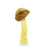 Buy Penis Envy Shrooms | Penis Envy Mushroom For Sale | Buy Penis Envy Shrooms | Buy Albino Penis Envy | Penis Envy Mushrooms