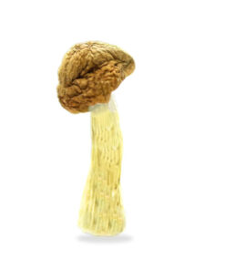 Buy Penis Envy Shrooms | Penis Envy Mushroom For Sale | Buy Penis Envy Shrooms | Buy Albino Penis Envy | Penis Envy Mushrooms